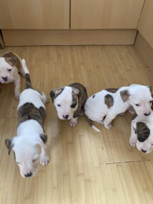 american bulldog puppies for sale 